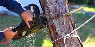 Best Tree Maintenance Programs  in Hilltop, SC