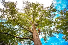 Best Tree Removal  in Hilltop, SC